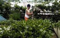 Rau xanh sân vườn