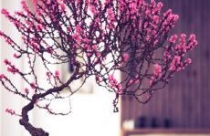 Có nên đầu cơ đất Hóc Môn, Củ Chi chờ ngày lên thành phố Tây Bắc?