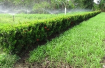 Chuyển đổi mục đích sử dụng đất hoa màu sang đất ở