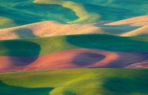 Bắt mắt những đồi cỏ đẹp như tranh vẽ ở Palouse