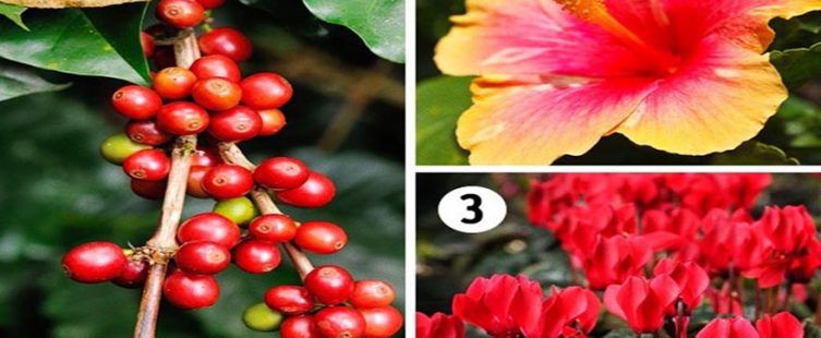  Chọn cây mà trồng: Những loại cây tốt nhất để trang trí nội thất					