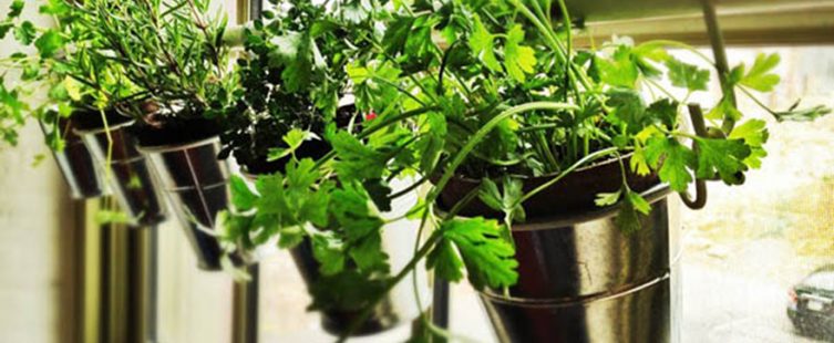  Ý tưởng tạo vườn cây thảo mộc trong nhà – áp dụng ngay! (P1)					