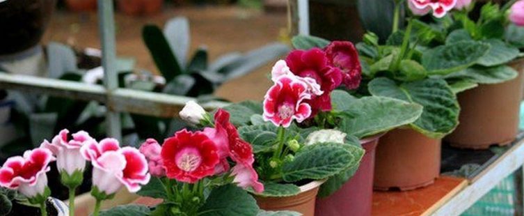  7 loại cây trồng trong nhà thích hợp nhất với mùa đông giá lạnh					
