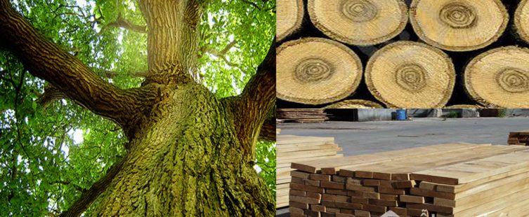  Gỗ sồi tự nhiên là gì? Gỗ sồi Nga và Gỗ sồi Mỹ nên mua loại nào tốt?					