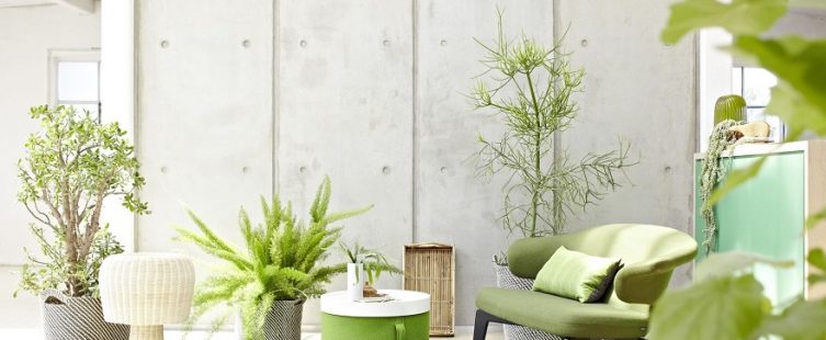  Thích trồng cây cảnh nhưng nhiều người lại mắc phải lỗi phong thủy nhà ở cực nguy hiểm này					