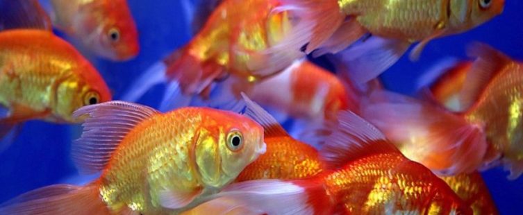  Tên những loại cá cảnh phong thủy mang lại may mắn tài lộc					