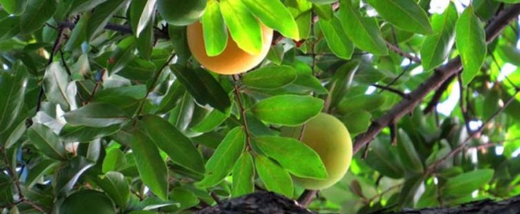  Phong thủy nhà ở: Có nên trồng cây thị trước nhà?					
