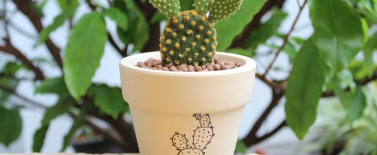  5 loại cây cảnh không nên bày trong nhà dù đẹp đến đâu chăng nữa					