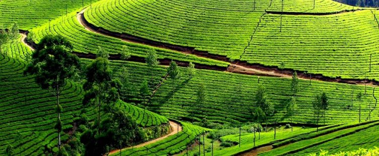  Bỏ túi 15 điểm đến đẹp tại Mộc Châu nhất định phải ghé thăm (Phần 1)					