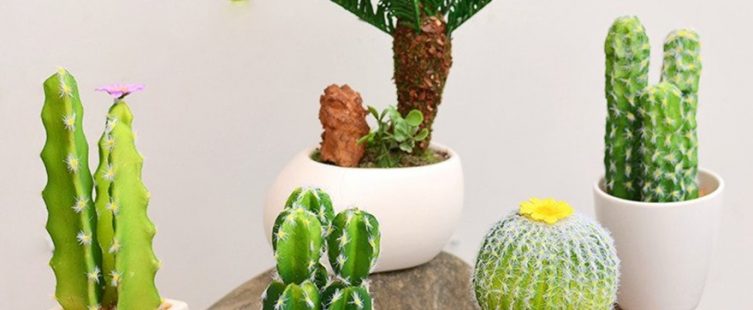  Vì sao không nên trưng bày cây xương rồng trong nhà hay trên bàn làm việc?					