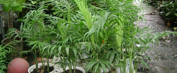 Nên trồng cây gì trước cửa để thu hút tài lộc vào nhà? (Phần 2)					