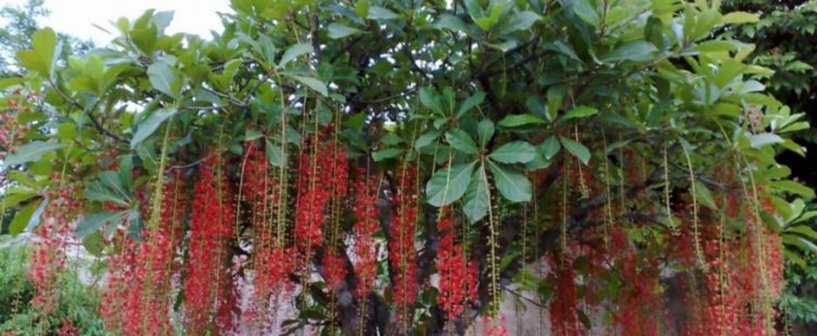  Nên trồng cây gì trước cửa để thu hút tài lộc vào nhà? (Phần 1)					