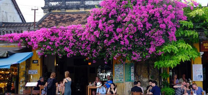  Rủ nhau du lịch Hội An ngắm hoa mùa hè rực rỡ trong ngõ phố cổ					