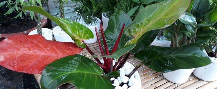  Ý nghĩa phong thủy của cây Đế Vương và cách chăm sóc để cây xanh tốt					