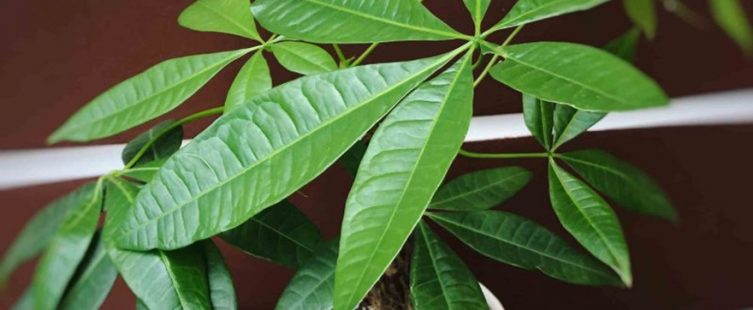  Ý nghĩa phong thủy của cây Kim Ngân và cách chăm sóc					