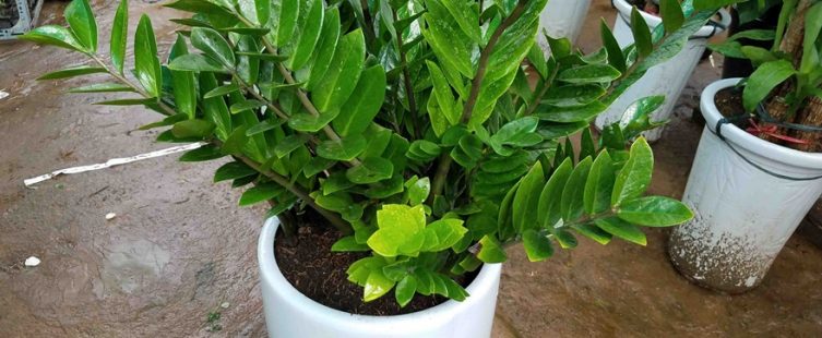  Ý nghĩa phong thủy của Cây Kim Tiền và cách chăm sóc hiệu quả					