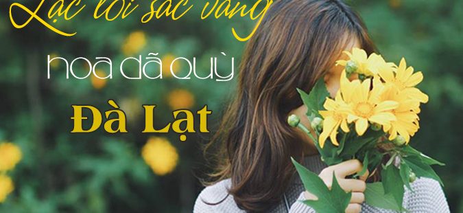  Tháng 11 này có một mùa hoa dã quỳ Đà Lạt đẹp đến ngỡ ngàng					