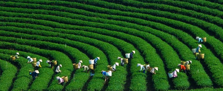  Cuối năm lập kèo khám phá ngay 4 đồi chè đẹp nhất từ Bắc chí Nam					