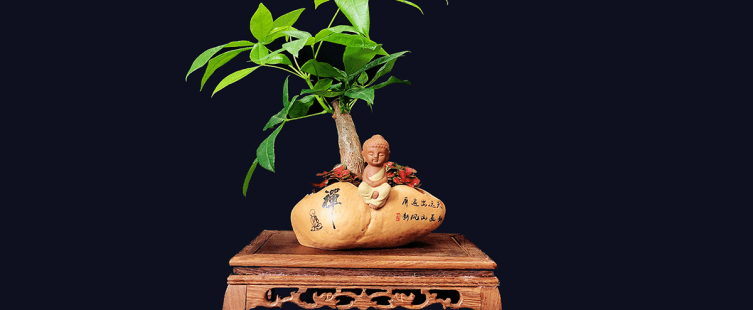  Cây kim ngân có ý nghĩa gì? Cách chăm sóc và trồng đúng cách					
