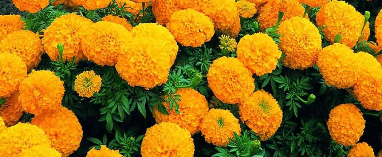  Những loại cây đuổi côn trùng bạn nhất định nên trồng trong vườn					