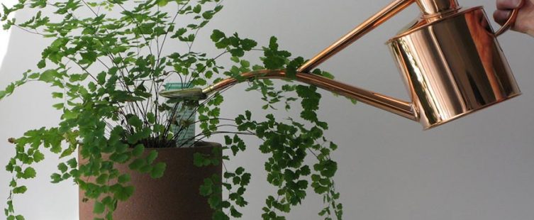 Bỏ túi ngay 3 mẹo trang trí chậu cảnh cực ấn tượng nên biết					