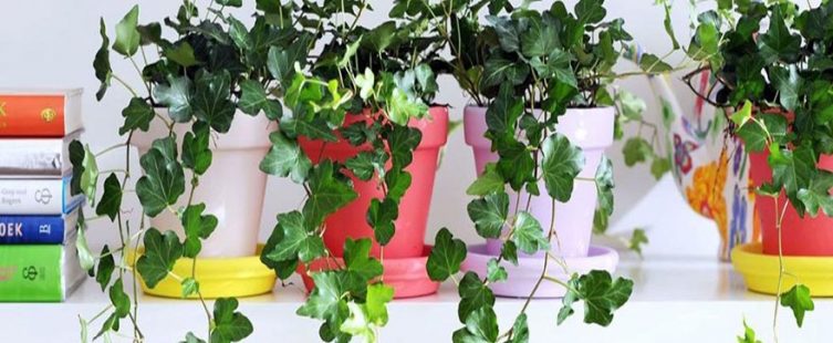  Muốn sức khỏe dồi dào đón Tết, mua ngay 1 trong 5 loại cây sau!					