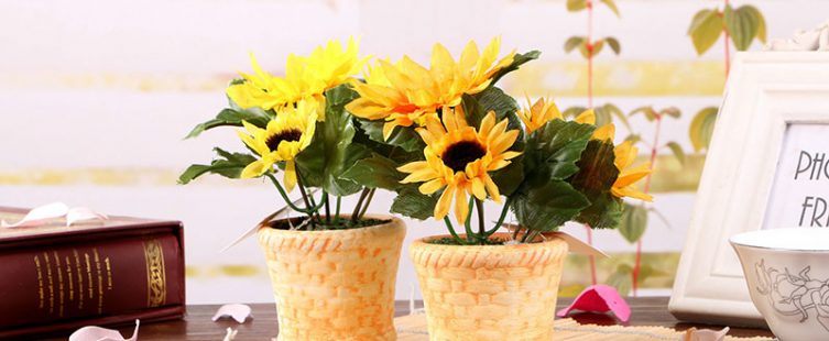  Tư vấn: ban công hướng Tây trồng cây gì vừa đẹp, vừa hút tài lộc?					