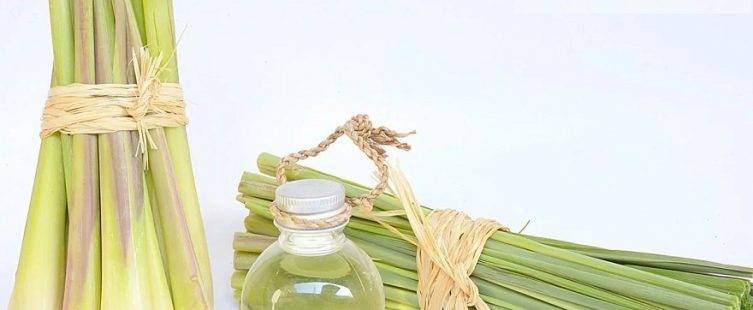  Mách bạn 3 cách đuổi ruồi ra khỏi nhà đơn giản và hiệu quả					