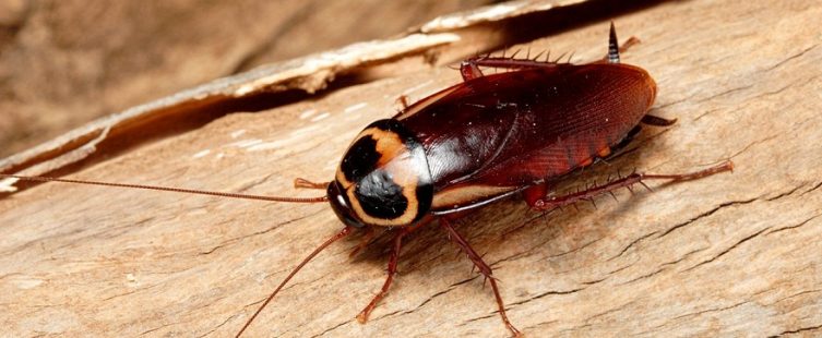  Mẹo đuổi gián trong tủ quần áo mà không cần đến băng phiến					
